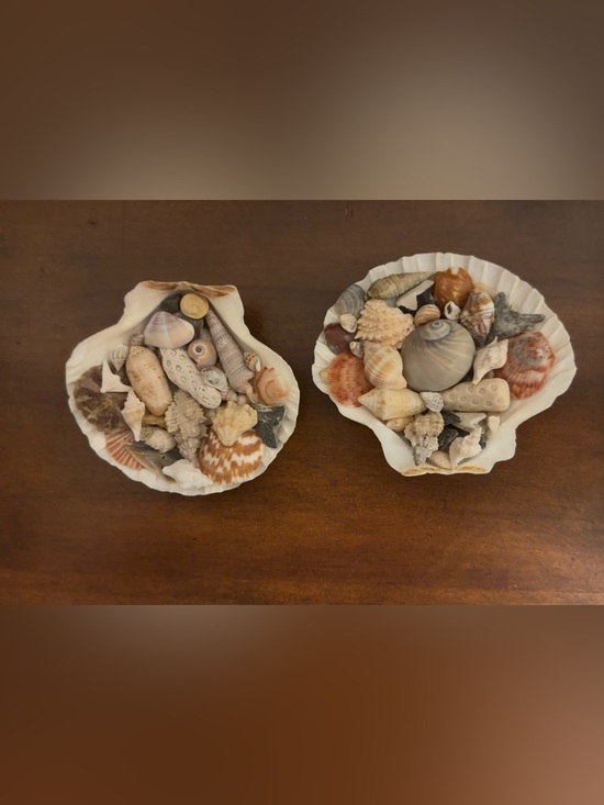 Other - White scalloped shells filled with locally handpicked FL assortment.
